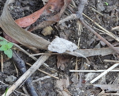 Frederickia nigricomma