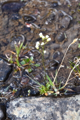 Draba ochroleuca