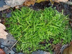 Brachythecium rutabulum