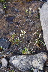 Draba ochroleuca