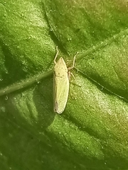 Draeculacephala balli