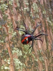 Latrodectus mactans