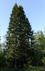 Abies sibirica