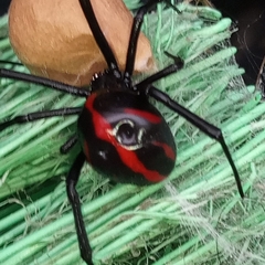 Latrodectus mactans