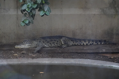 Crocodylus rhombifer