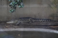 Crocodylus rhombifer