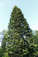 Abies sibirica