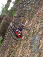 Latrodectus mactans
