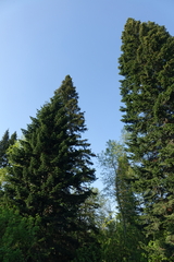 Abies sibirica