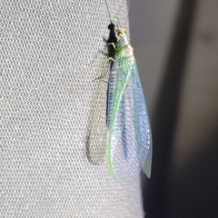 Nineta pallida
