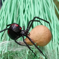 Latrodectus mactans