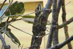 Anolis smallwoodi