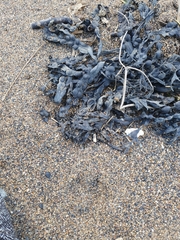 Fucus vesiculosus