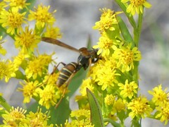 Polistes dorsalis