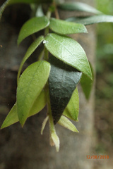 Metrosideros colensoi