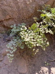 Adiantum chilense