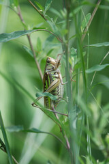 Gampsocleis sedakovii