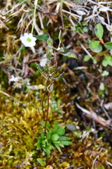 Draba ochroleuca