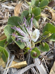 Capparis
