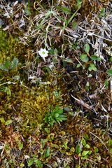 Draba ochroleuca