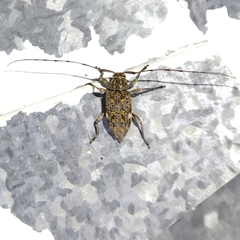 Atrypanius remissus