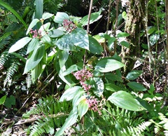 Miconia