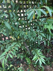 Salix exigua hindsiana