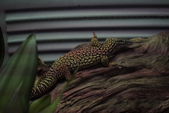 Varanus acanthurus