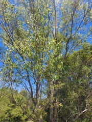 Myrtaceae