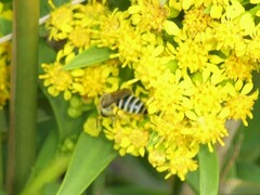 Colletes speculiferus