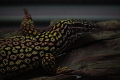 Varanus acanthurus