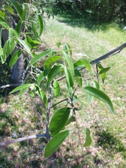 Myrtaceae