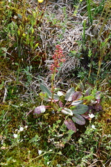 Rumex lapponicus
