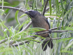 Saltator grandis