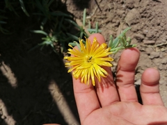 Malephora lutea