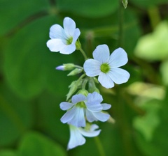 Oxalis triangularis