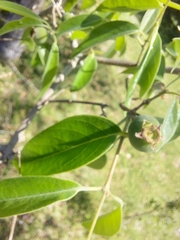 Myrtaceae
