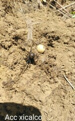 Steatoda autumnalis