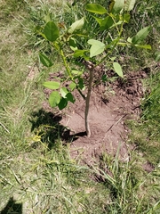 Erythrina crista-galli