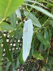Salix exigua hindsiana
