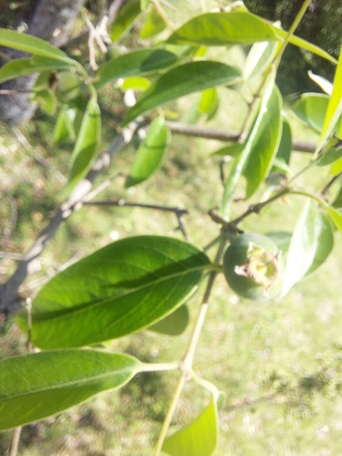 Image of Eugenia myrcianthes by (c) Jefferson Da Silva Aranaga, some rights reserved (CC BY)