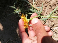 Malephora lutea