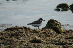 Charadrius hiaticula