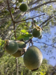 Myrtaceae