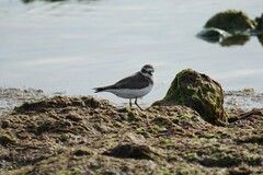 Charadrius hiaticula
