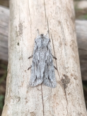 Lithophane leautieri