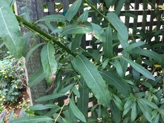 Salix exigua hindsiana