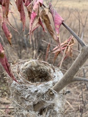 Passeriformes