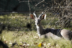 Tragelaphus imberbis
