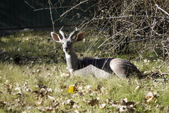 Tragelaphus imberbis